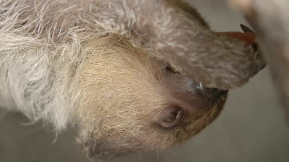 A two toed sloth hanging in a tree close to the camera