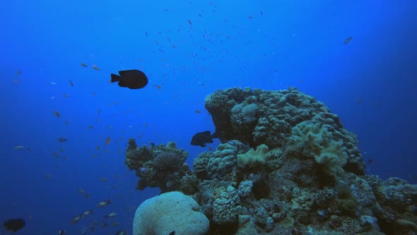 Tropical Coral Underwater Garden Life