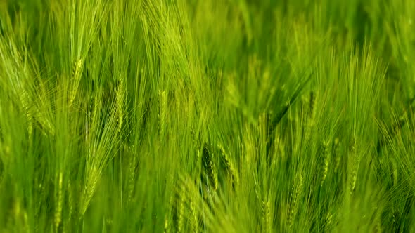 Light green spikelets