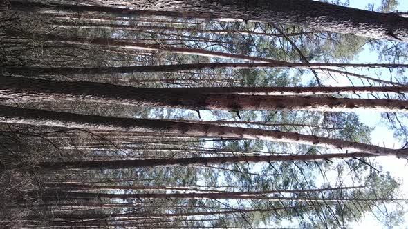 Vertical Video of Trees in a Pine Forest Slow Motion