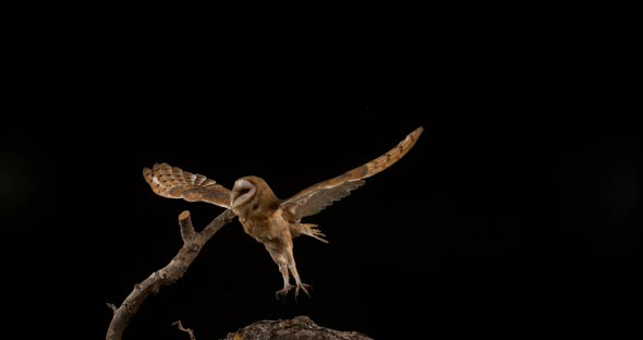 900195 Barn Owl, tyto alba, Adult in flight, Normandy, Slow Motion 4K