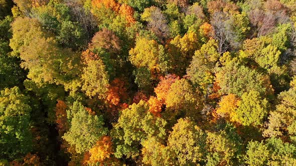 Texture of forest view from above. Beautiful orange and red autumn forest