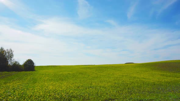 Field of blooming rapeseed and sun, pan