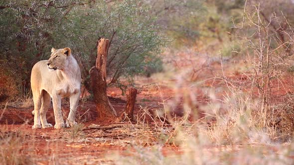 Beautiful African Lion in evening golden light calls out, South Africa