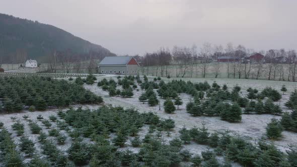 Aerial winter drone shot while snowing above tree nursery of christmas tree plantation in Norway