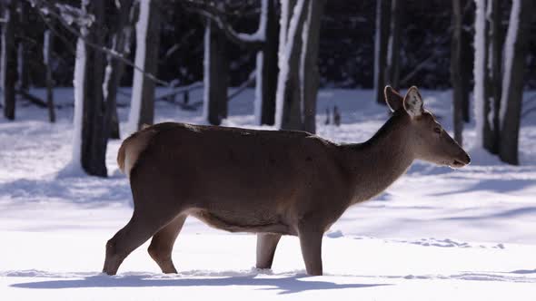 elk walks through fresh snow slomo pretty snow falling