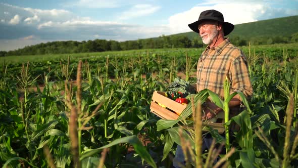 Close up farmer carrying a box of organic vegetables in corn field look at camera at sunlight agricu