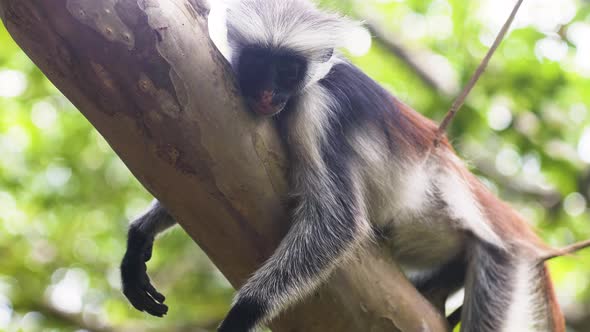 Zanzibar red colobus monkey sleeping on tree branch, leaning on twigs.