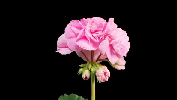 Time Lapse of Opening Pink Geranium Pelargonium Flower