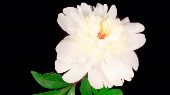 Time Lapse of Beautiful White Peony Flower Blooming