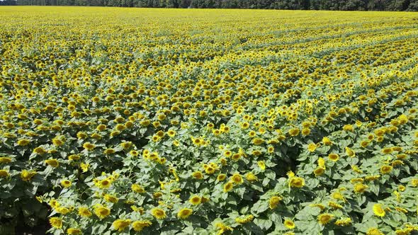 Field with Sunflowers in Summer Aerial View