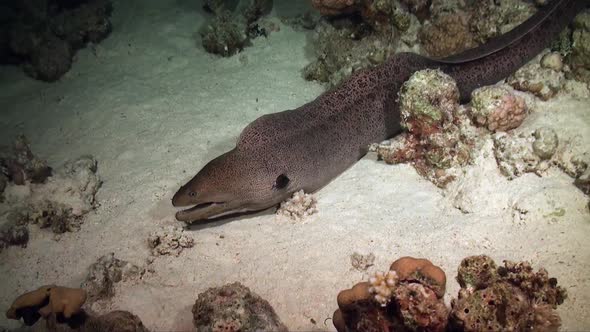 Giant moray eel (Gymnothorax javanicus) swimming free over coral reef in the Red sea at night