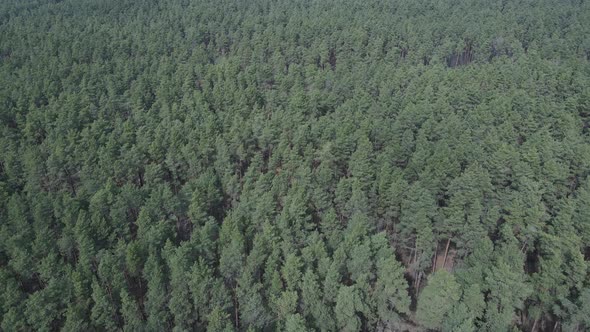 Pine Forest in the Afternoon Aerial View Slow Motion