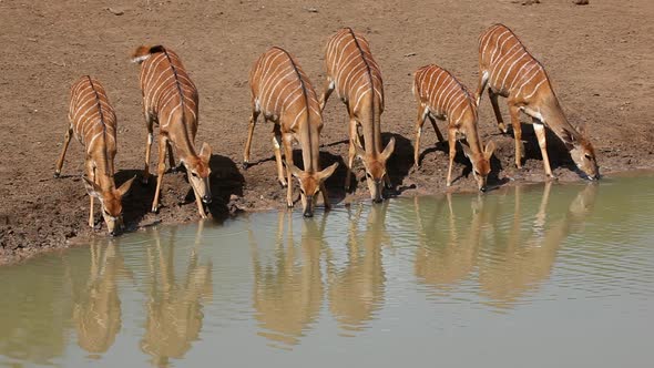Nyala Antelopes Drinking Water