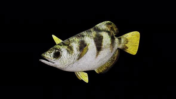 Archerfish View From Front Side