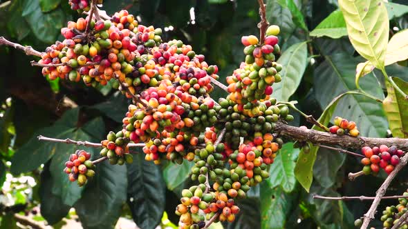 Coffea Tree Ripe Fruits Ready For Harvesting - Coffee Production Industry. - zoom in