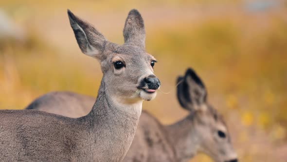 Beautiful Wild Animal with Big Eyes and Long Ears. Cute Reindeers on Autumn Day