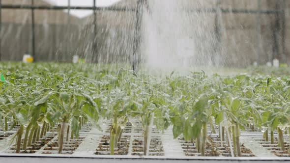 Slow motion of automatic irrigation of young plants in a large industrial nursury