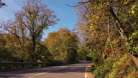 Driving On The Forest Road