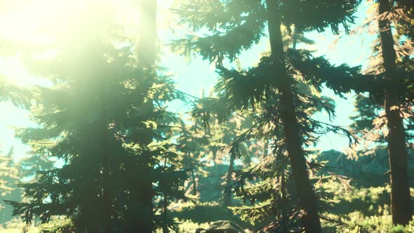 Green Trees of the Spruce Forest alt