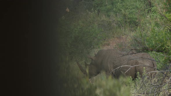 Rhinoceros in Pilanesberg National Park in South Africa