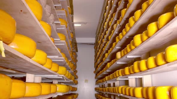 Storage of Cheese of Different Varieties on Wooden Shelves in the Refrigerator. Cheese on the