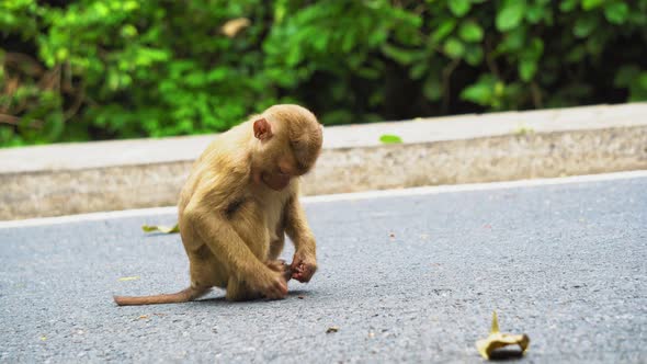 Monkey sitting on the road