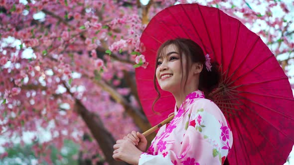 woman in yukata (kimono dress) holding umbrella and looking sakura flower or cherry blossom blooming