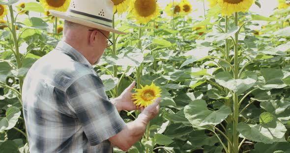 Back View of Senior Farmer in Hat and Glasses Examining the Sunflower in Field