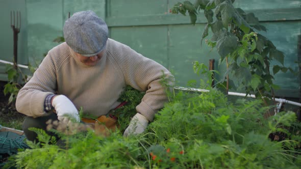 Mature Man Tending to Green Plants at Vegetable Patch