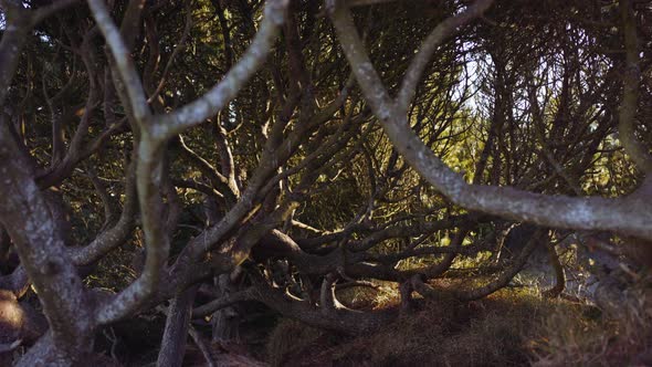 Tangled Branches Of Trees In Sunlit Forest