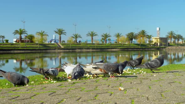 Large flock of pigeons pecks at pieces of bread scribbled on sidewalk in park.