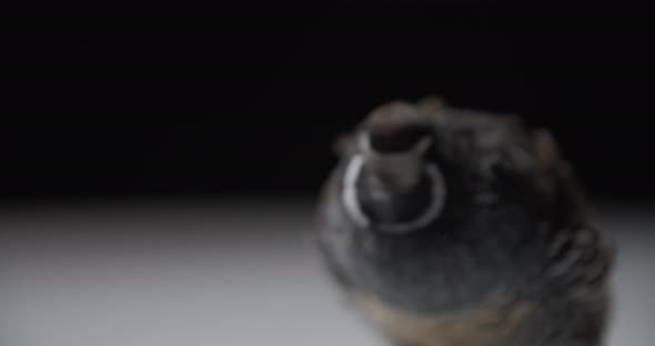 Studio Footage of a California Quail Flapping Its Wings and Looking