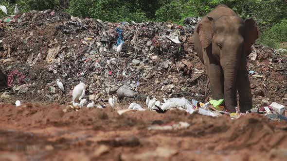 Large elephant eats trash in a garbage dump with white birds around