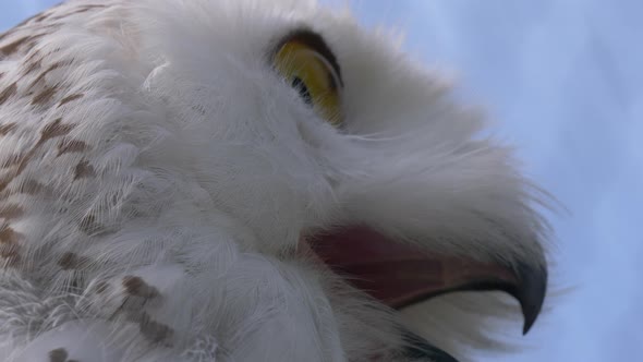 Macro shot of arctic owl with huge eyes checking area and warning during beautiful day with blue sky