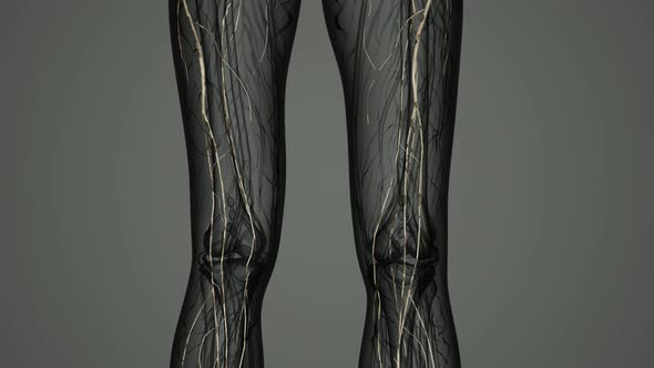 Brain and Nervous System of Human alt