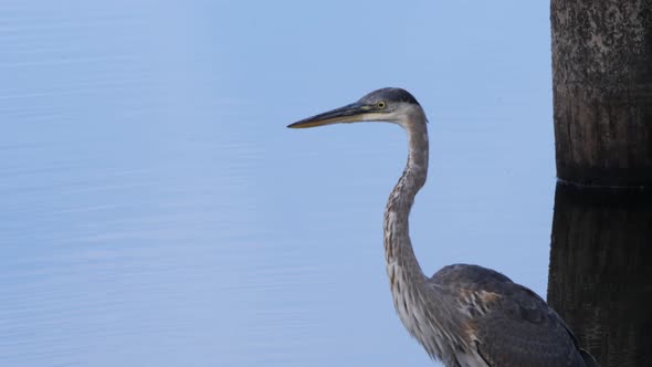 Closeup shot of a heron wading through water in clear light.