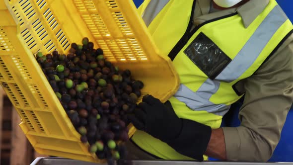 Worker putting harvested olives in machine 4k