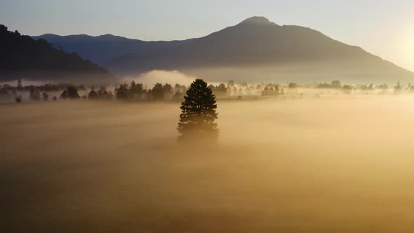 Drone Over Lone Tree In Ethereal Misty Landscape Of Zell Am See