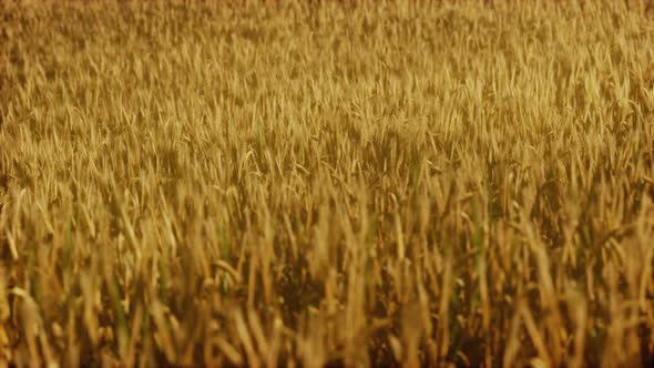 the Field of Ripe Rye at Sunset