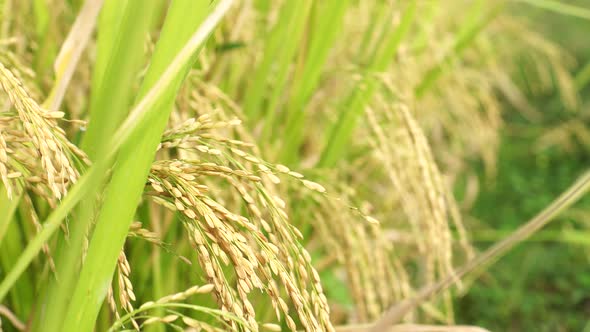 Yellow Rice Field
