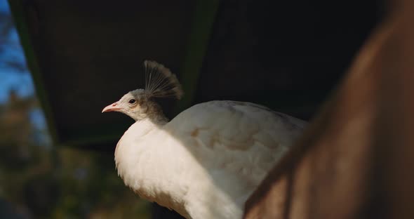 Close up of white peacock sitting on a fence at the farm on a sunny day.BMPCC 4K