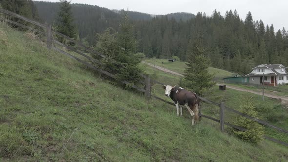 Ukraine, Carpathians: Cow in the Mountains. Aerial, Gray, Flat