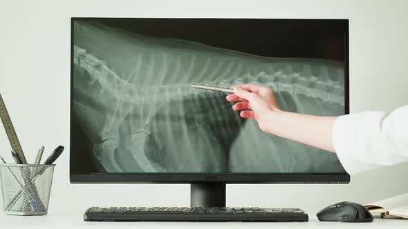 Doctor Veterinarian Examining Horse Skeleton Roentgen on Computer Monitor