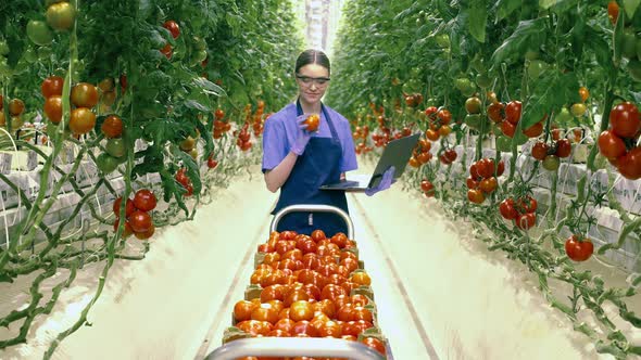 Greenery Worker with a Laptop Is Inspecting Harvested Tomatoes