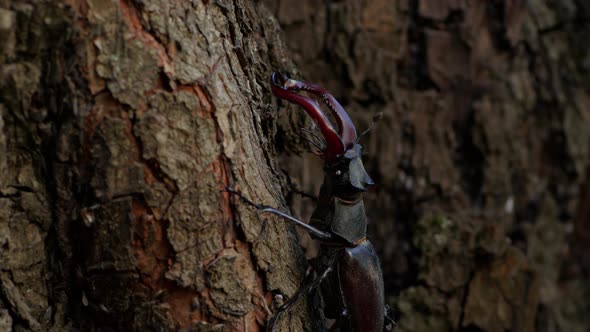 Stag Beetle on tree. Big horned beetle on tree trunk. Wildlife. Close up.