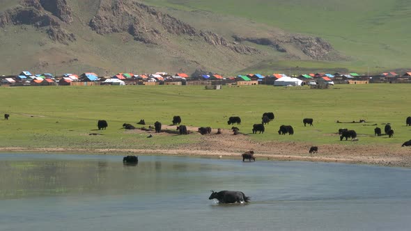 Yak Cattle Crossing the River's Waters in the Mongolian Meadows