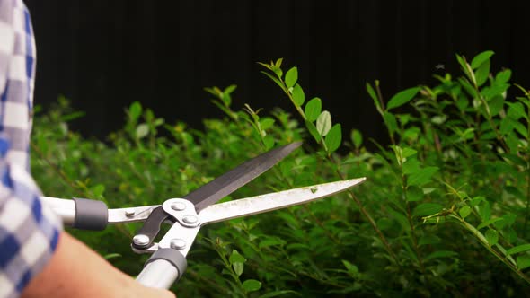 Woman with Pruner Cutting Branches at Garden