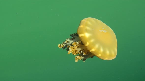 Jellyfish swimming in the ocean. Great wildlife scene. Nature scenery.