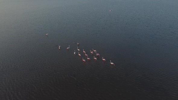 Pink Flamingos swimming in a pond in Vendicari Natural reserve, Sicily, Italy